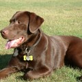 Dog excited by people & dogs at home & on walks