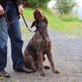 Dog distracted on walks & no control