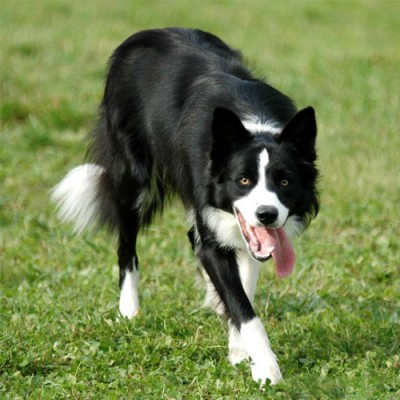Barking & lunging on lead, fighting when off lead