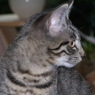 Agoraphobic cat scared to go outside
