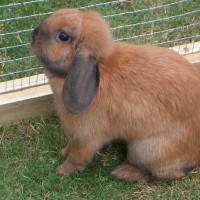 Rabbits do not make good pets for children
