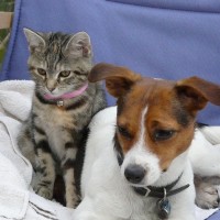 Learn how to introduce cats & dogs
