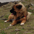 Dog lunging & barking at other dogs when on lead