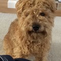 Dog aggression to other dogs on walks